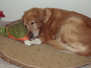 cason dog bed cason dog bed