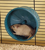 hamster on a wheel