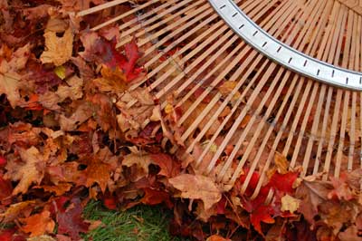 raking_leaves